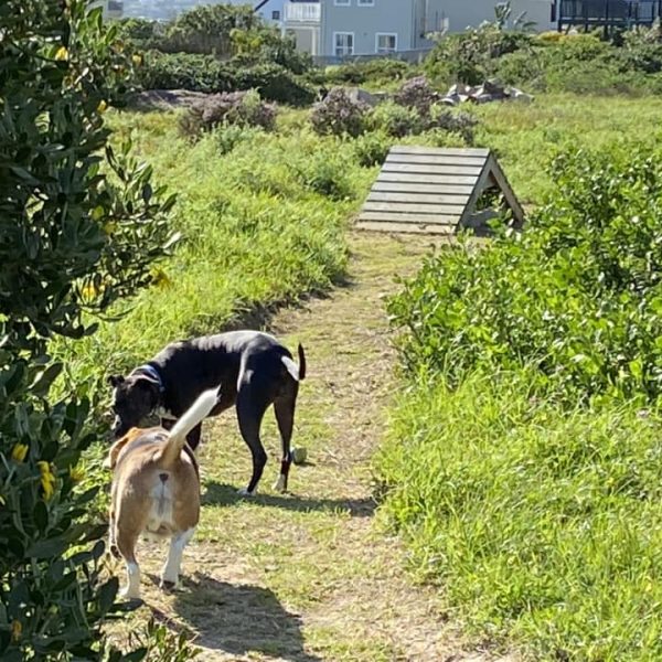 A Walk down the Lake