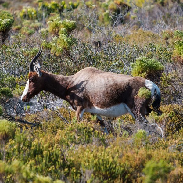Gemsbok - Cape Point