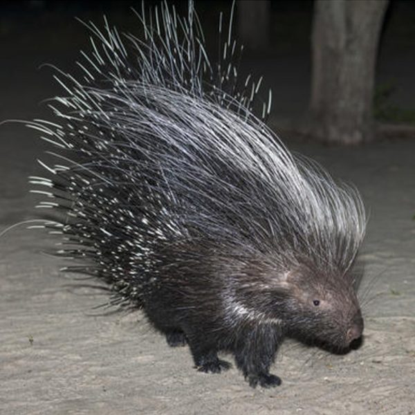 Porcupine