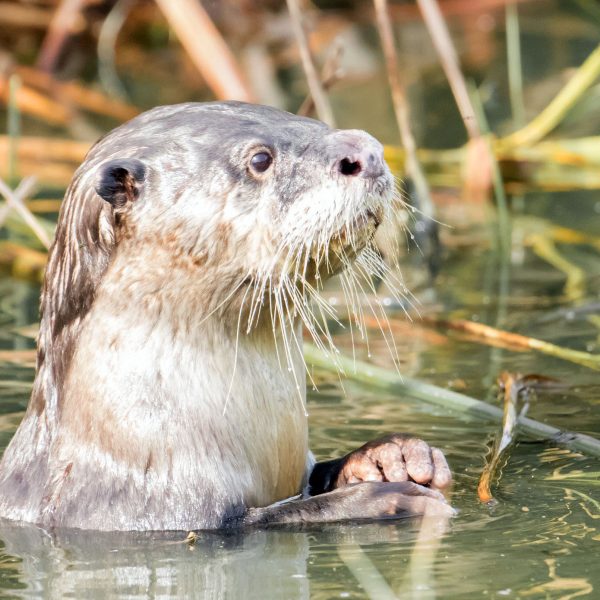 Cape Clawless Otter