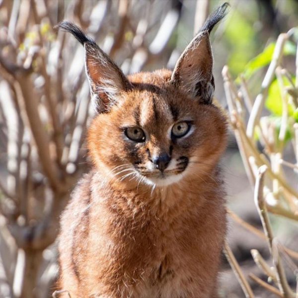 Juvenile Caracal
