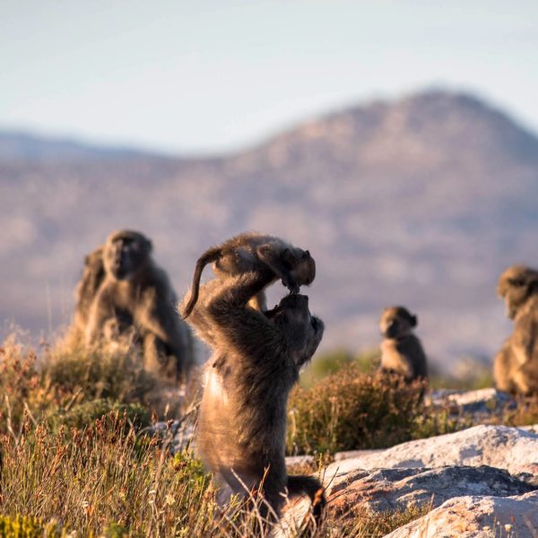 Cape Chacma Baboons